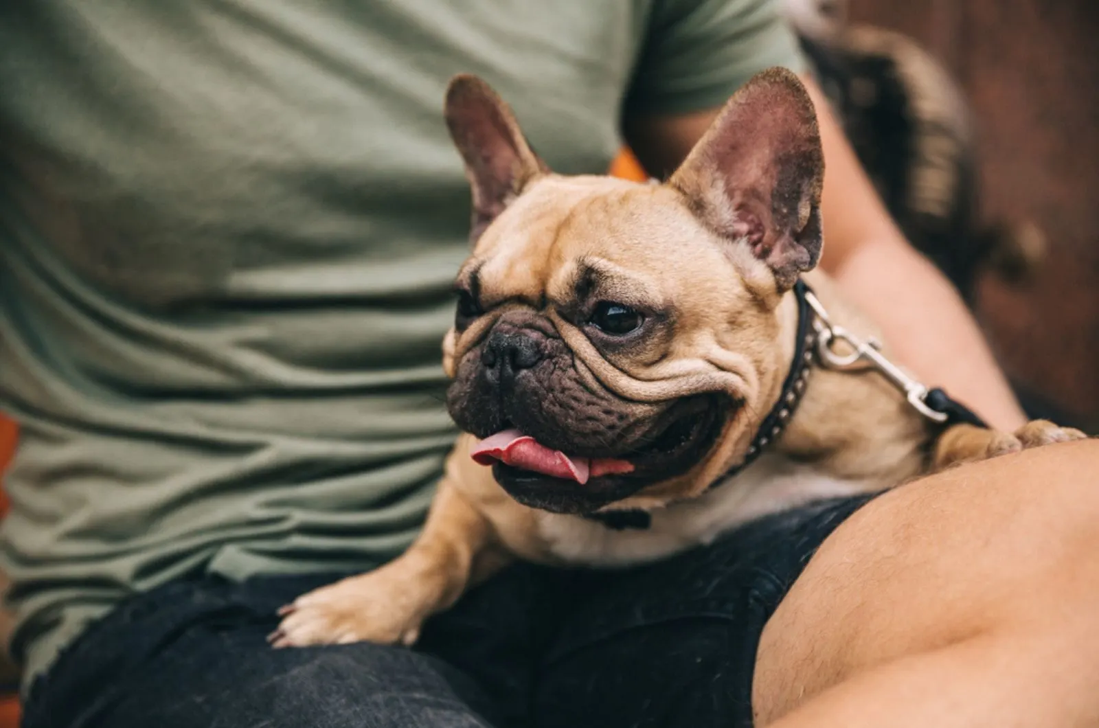 french bulldog sitting in his owner's lap
