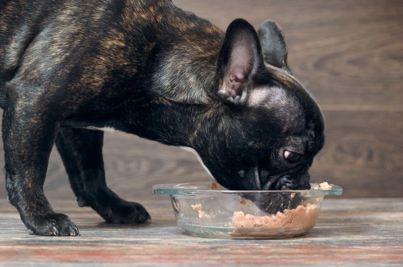 french bulldog eating from a bowl indoors