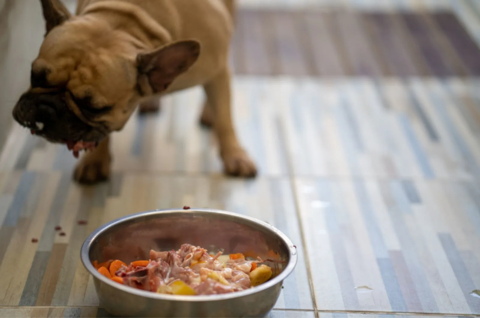 french bulldog eating from a bowl
