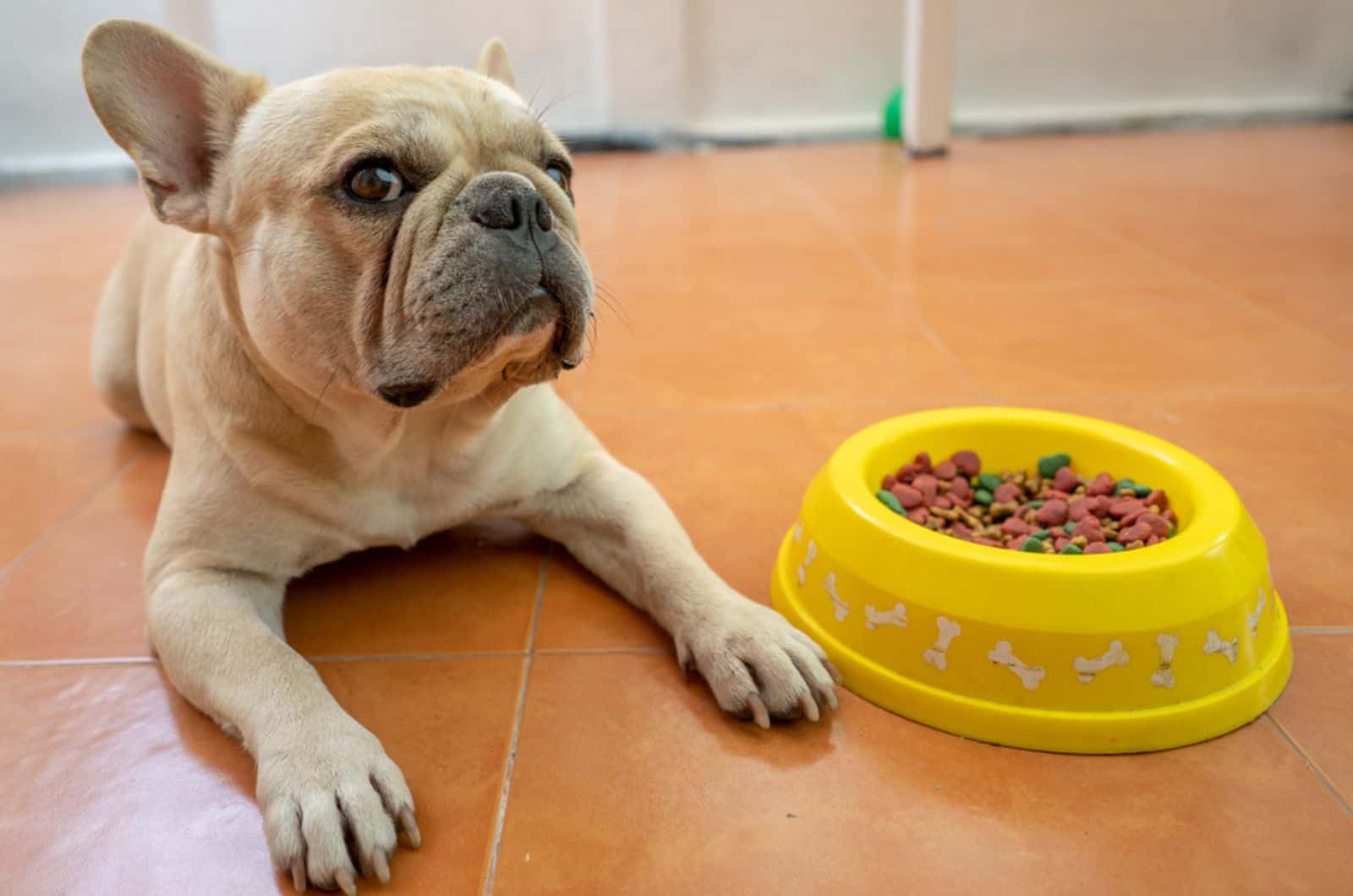 french bulldog lying on the floor beside bowl with food