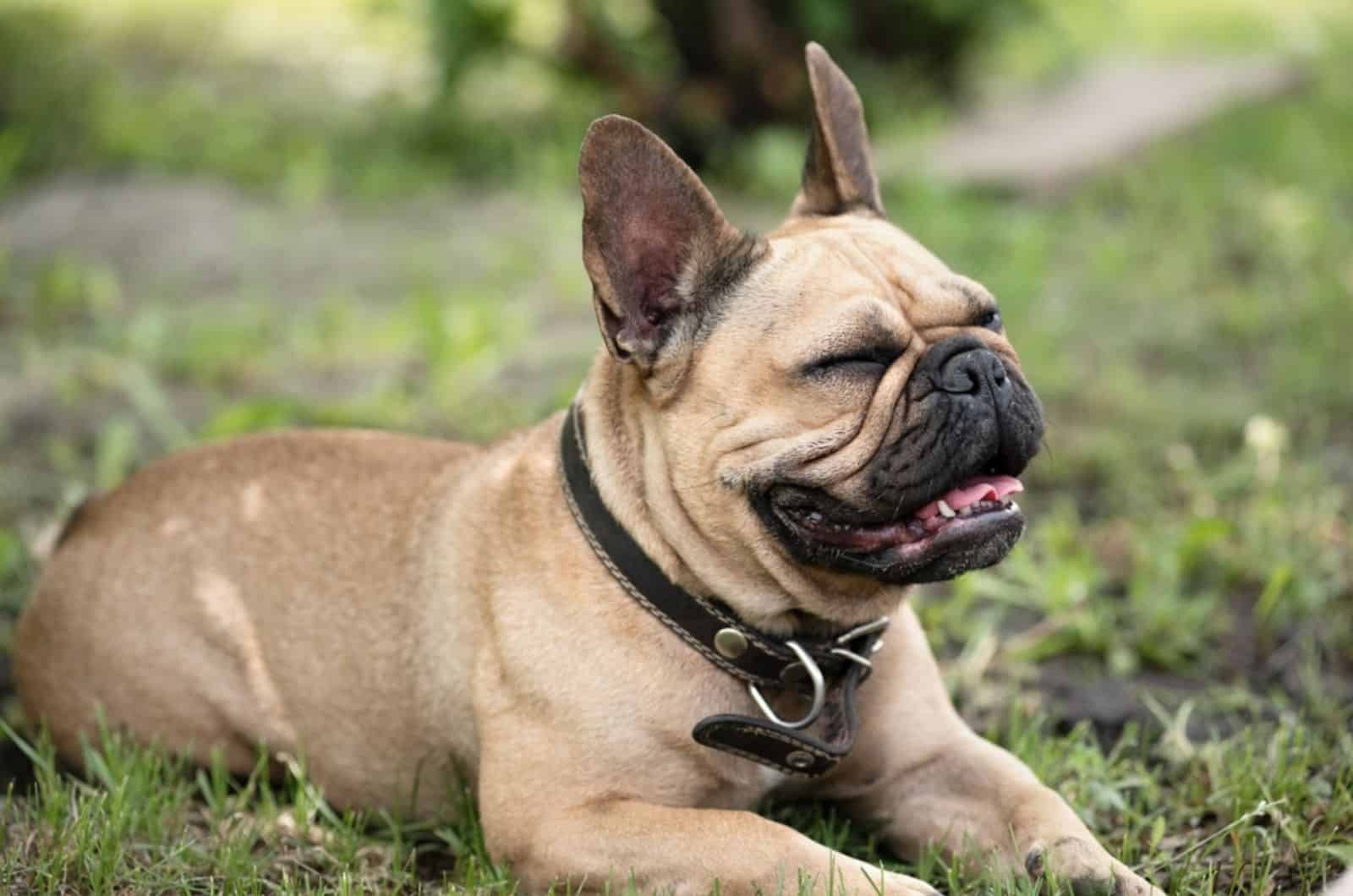 french bulldog lying on the grass and snorting