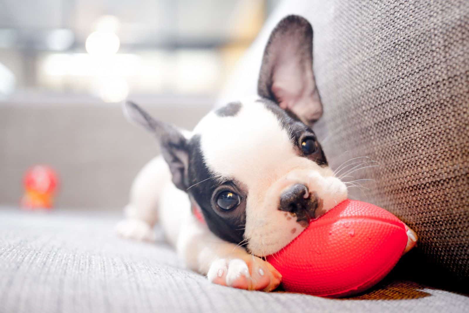 french bulldog puppy biting a ball toy