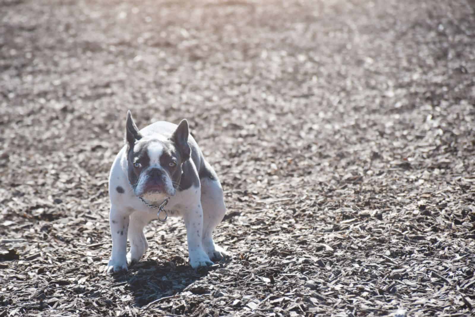 french bulldog puppy poops in the woods