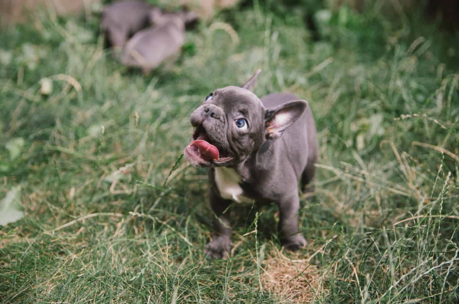 french bulldog puppy playing outdoors