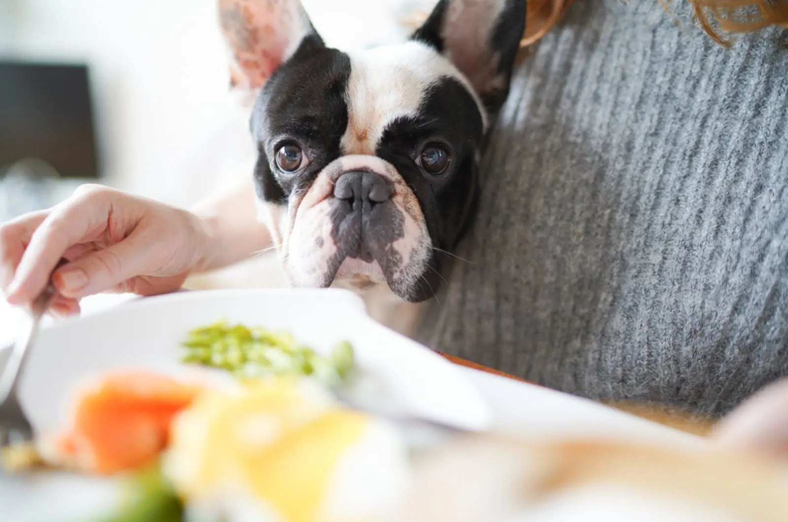 french bulldog sits close to his owner and looking at food on the table