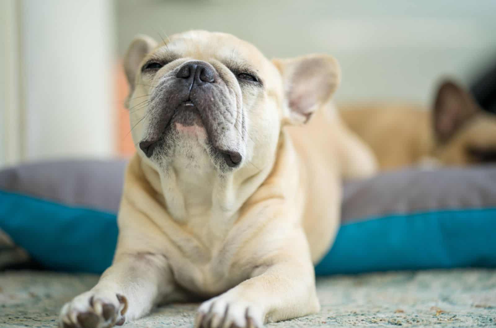 french bulldog stretching on the bed