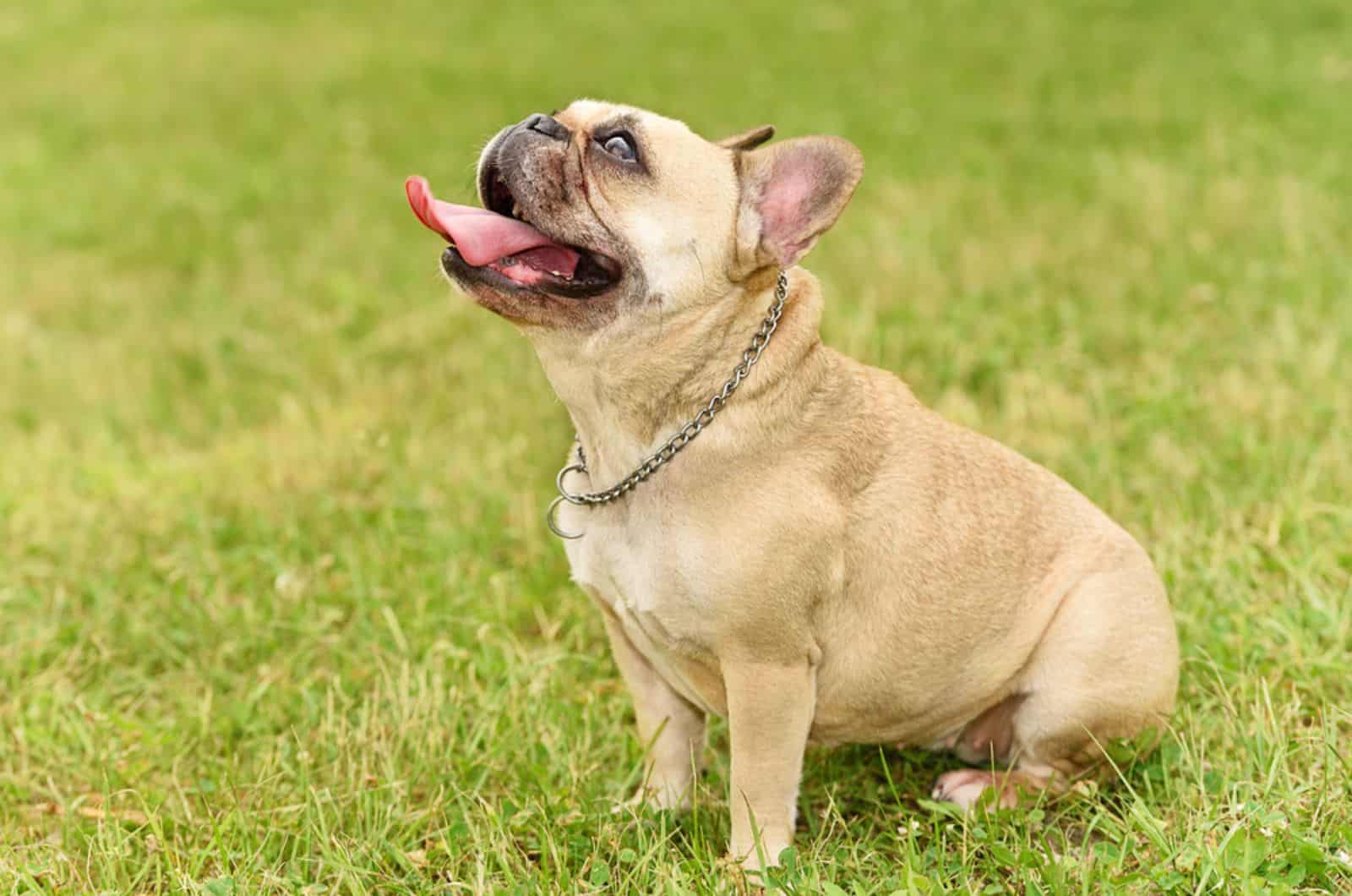 french bulldog sitting on the grass