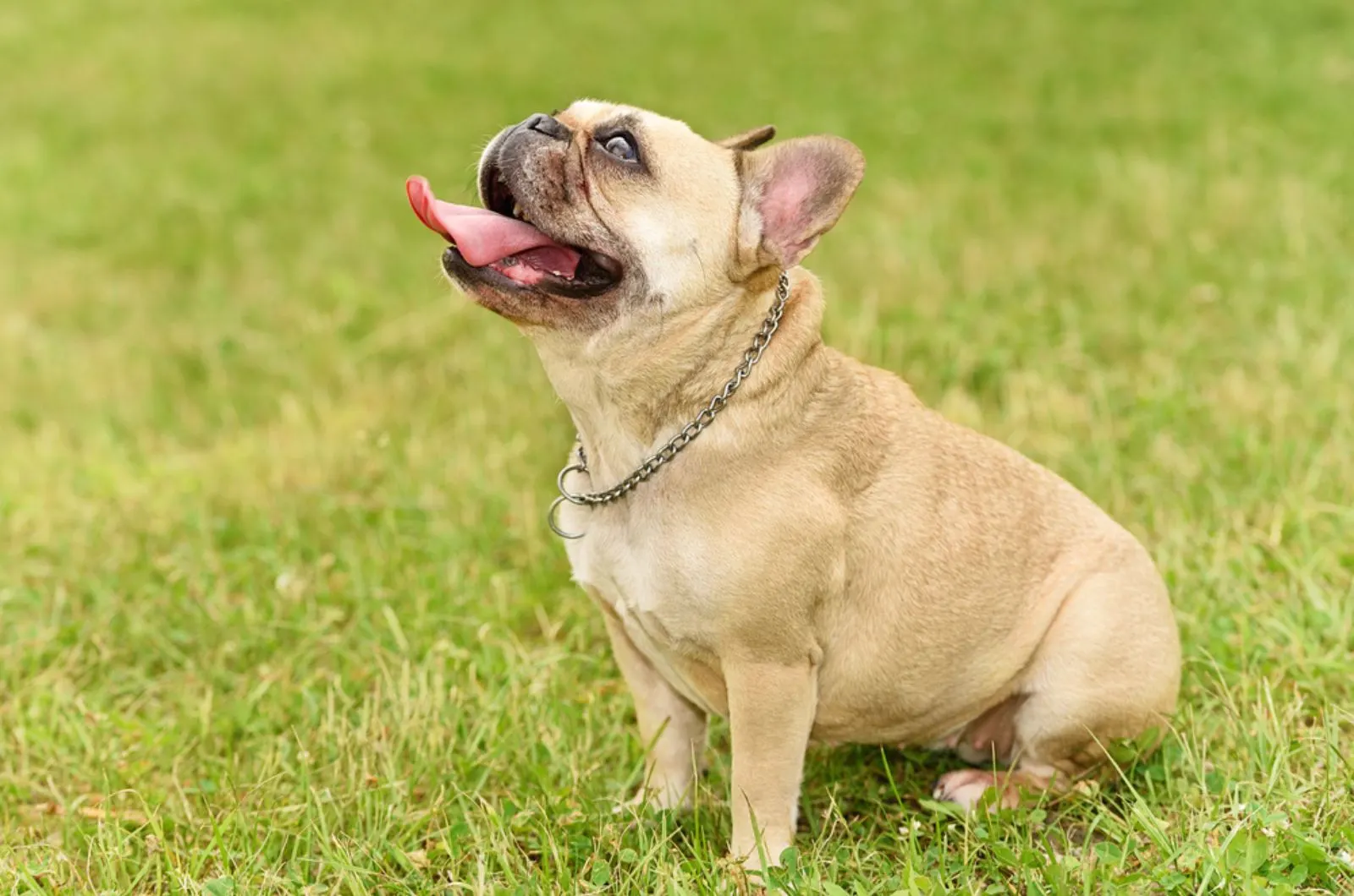 french bulldog sitting on the grass