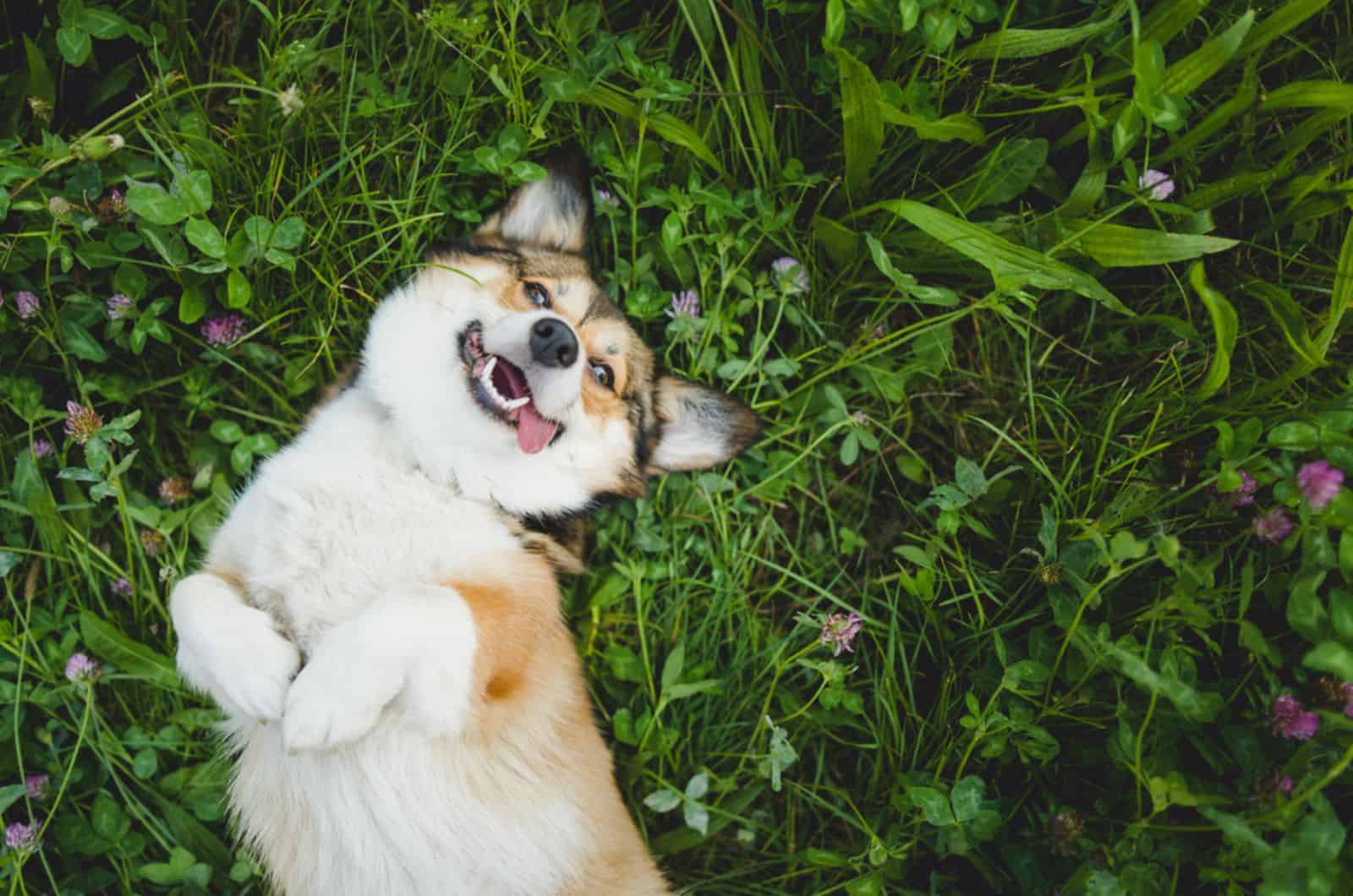 funny corgi lying in the grass