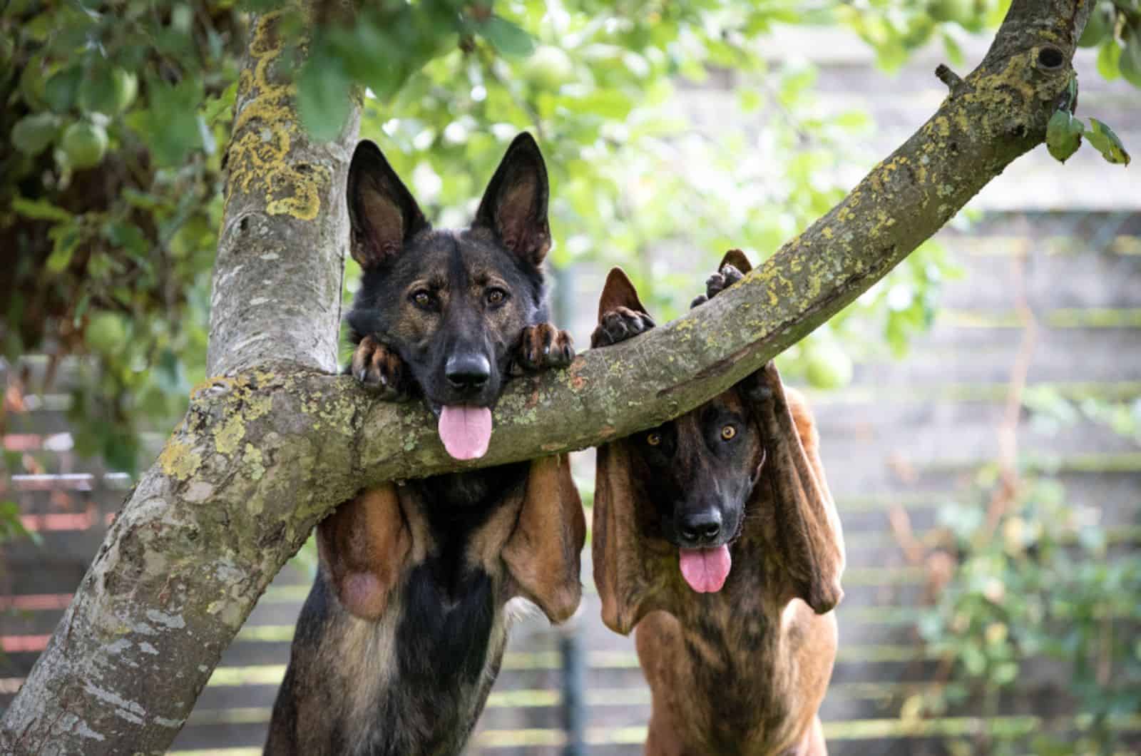 funny dutch shepherd and german shepherd leaning on the branch