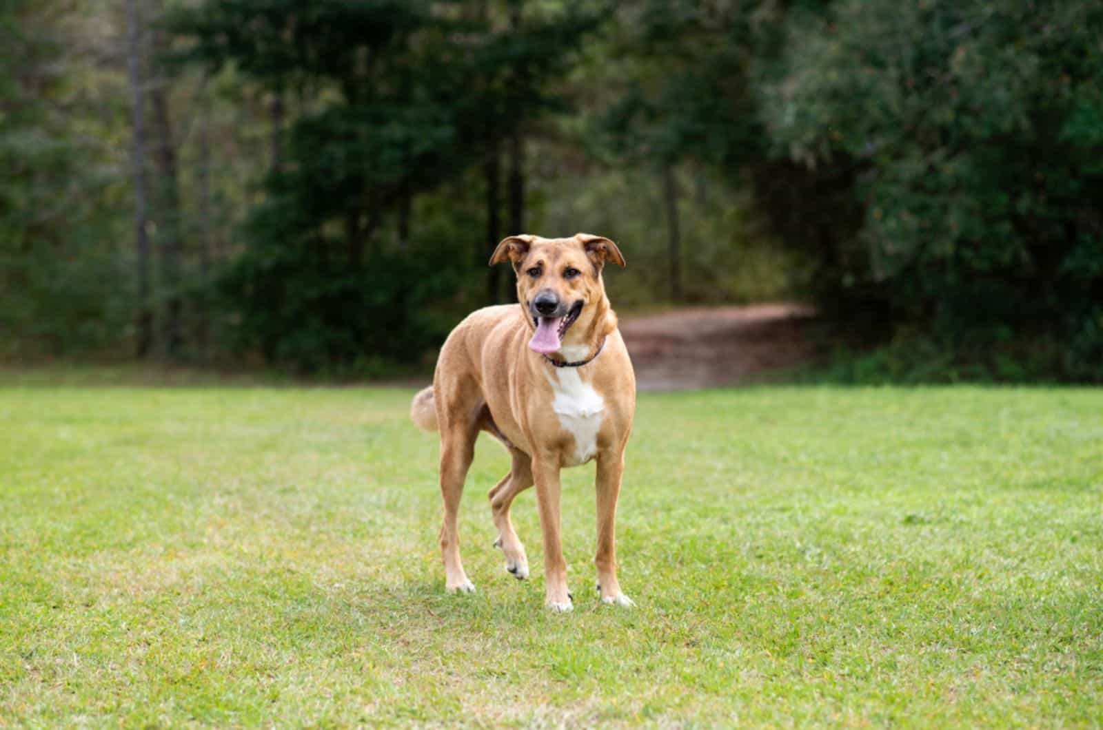 german anatolian shepherd dog mix in the park