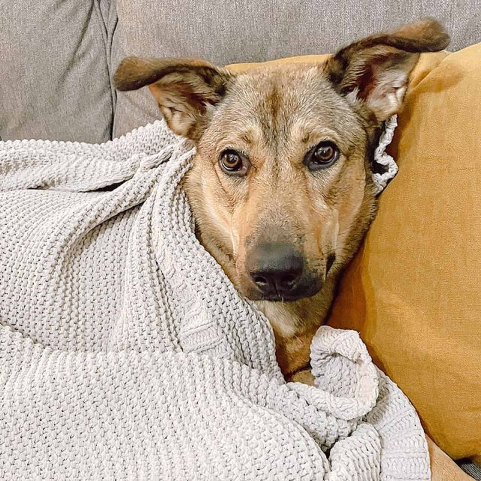 german anatolian shepherd mix lying on the couch covered with a blanket