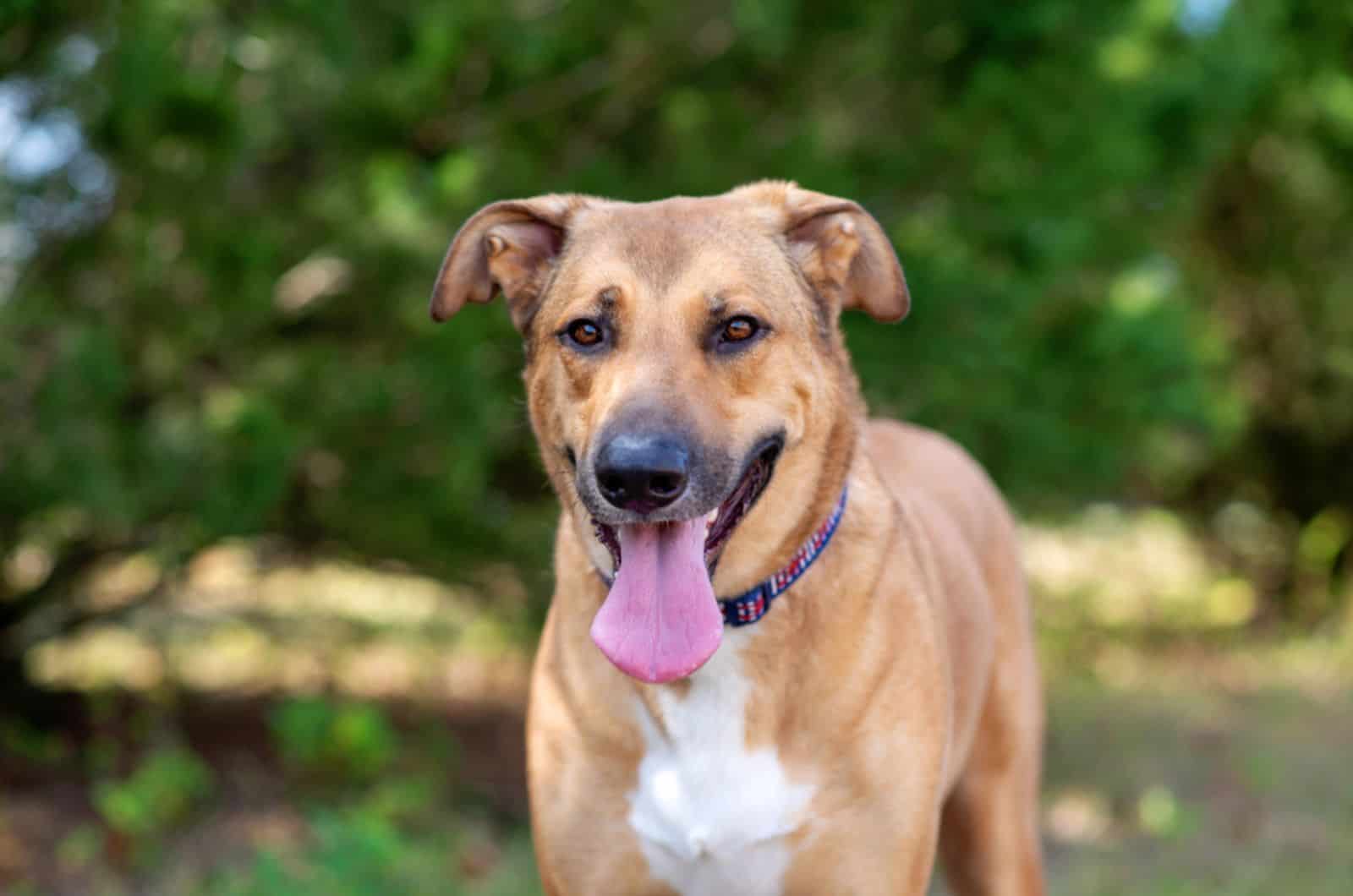 german anatolian shepherd mix with his tongue out