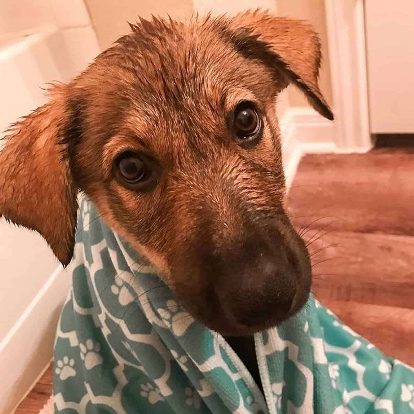 german anatolian shepherd puppy covered with a towel