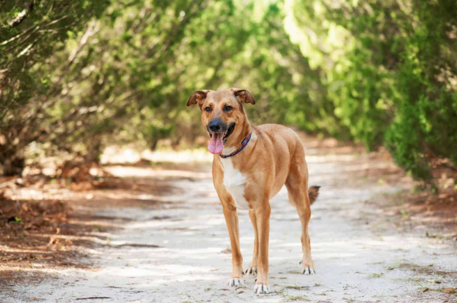 german anatolian shepherd standing on the path