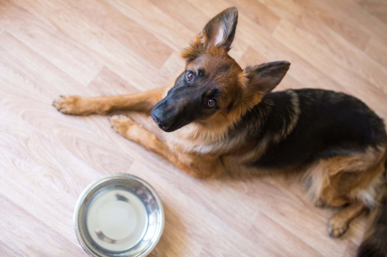 german shepard lying on the floor beside empty bowl