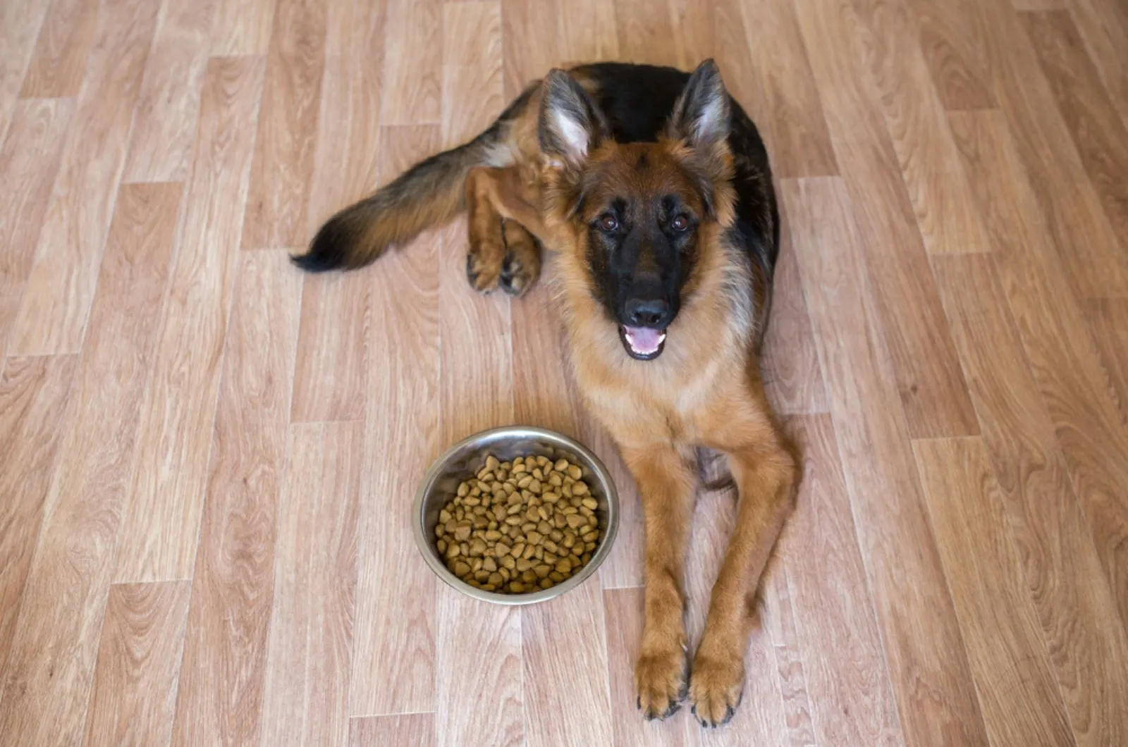 german shepher dog lying on the floor beside a bowl with dry food