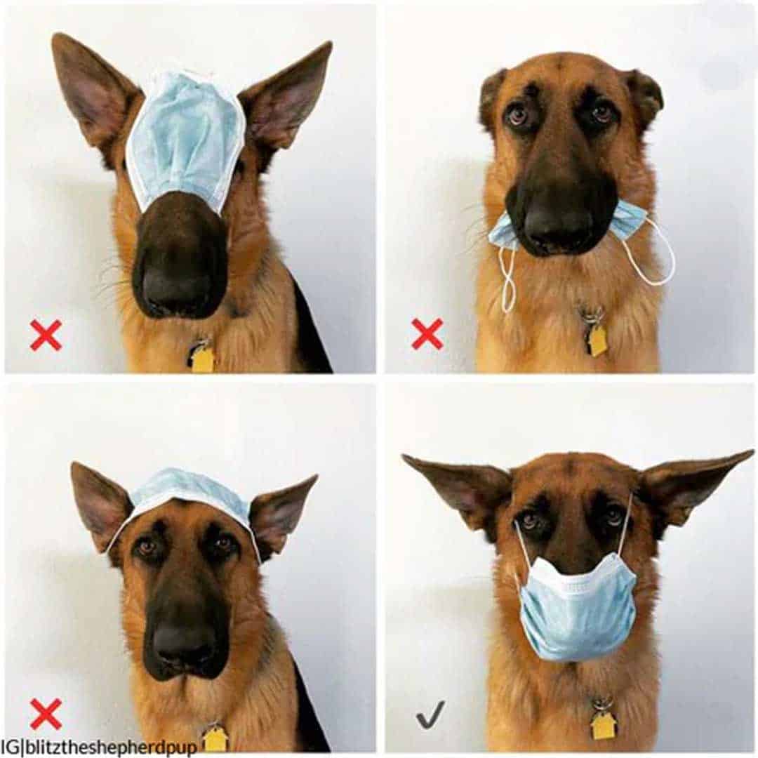 german shepherd meme educational