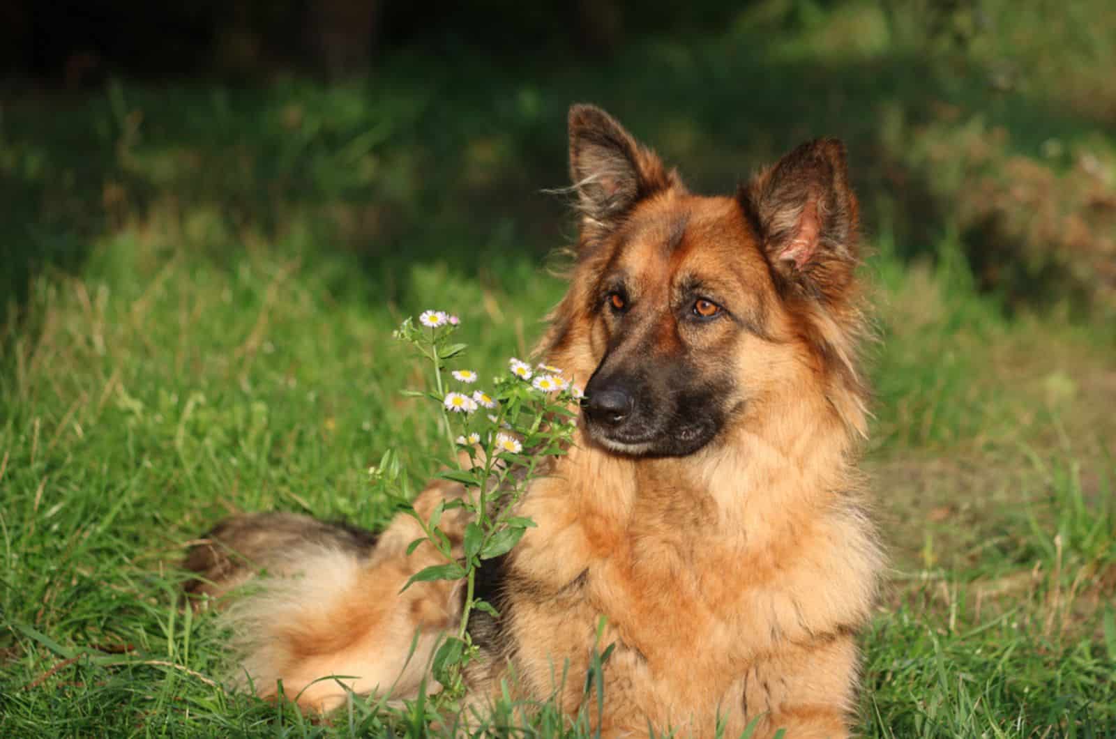 german shepherd lying in a meadow