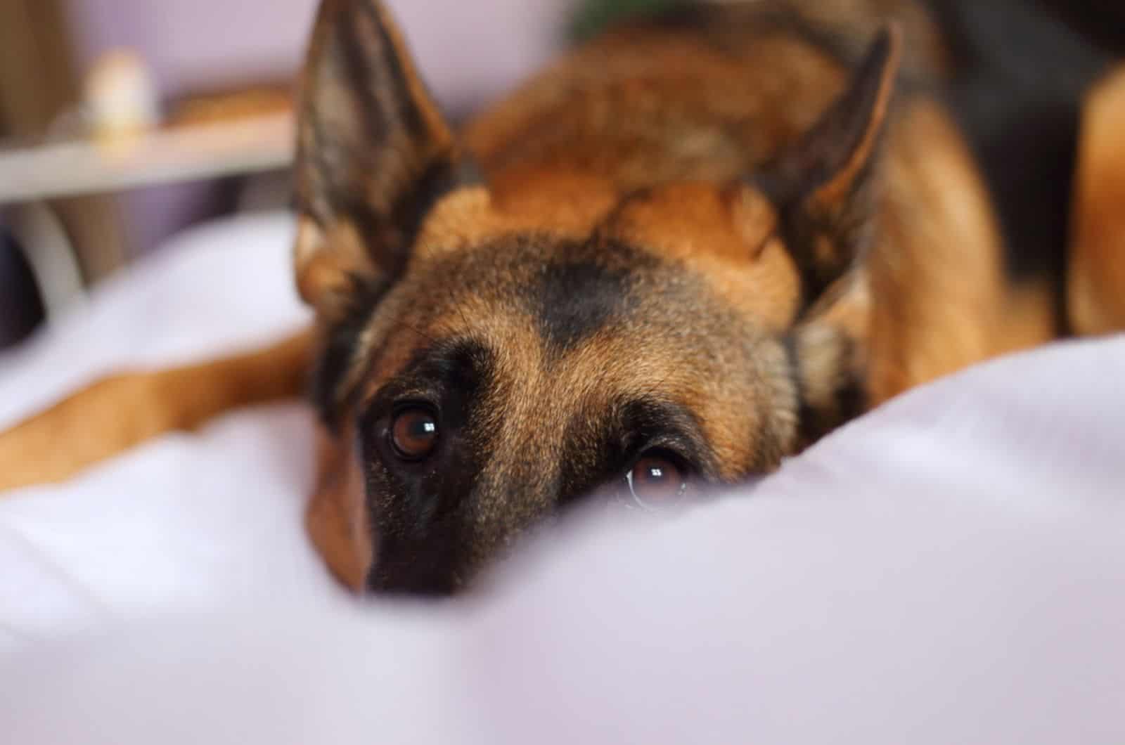 german shepherd lying on the bed