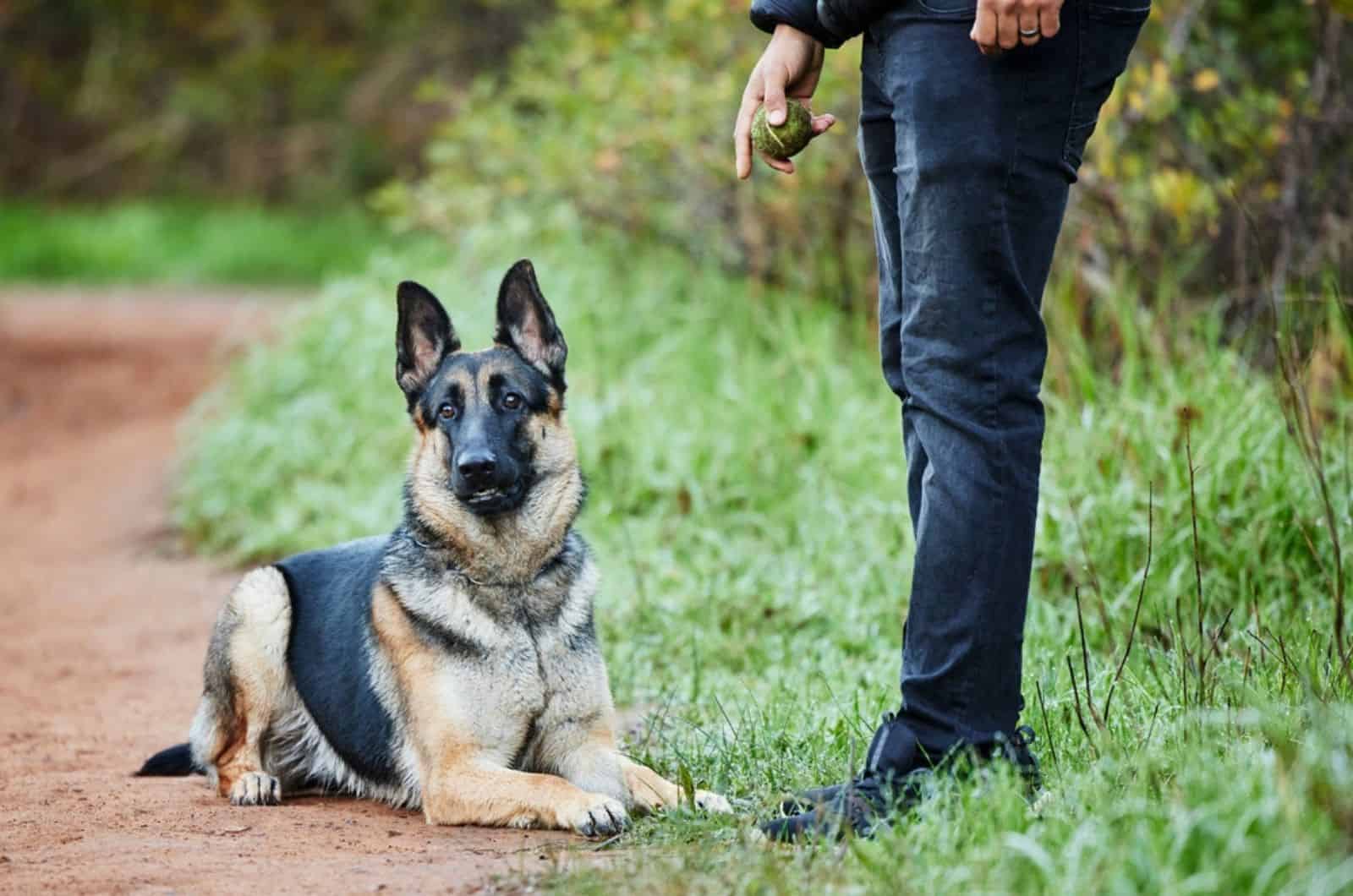 german shepherd sitting beside his owner