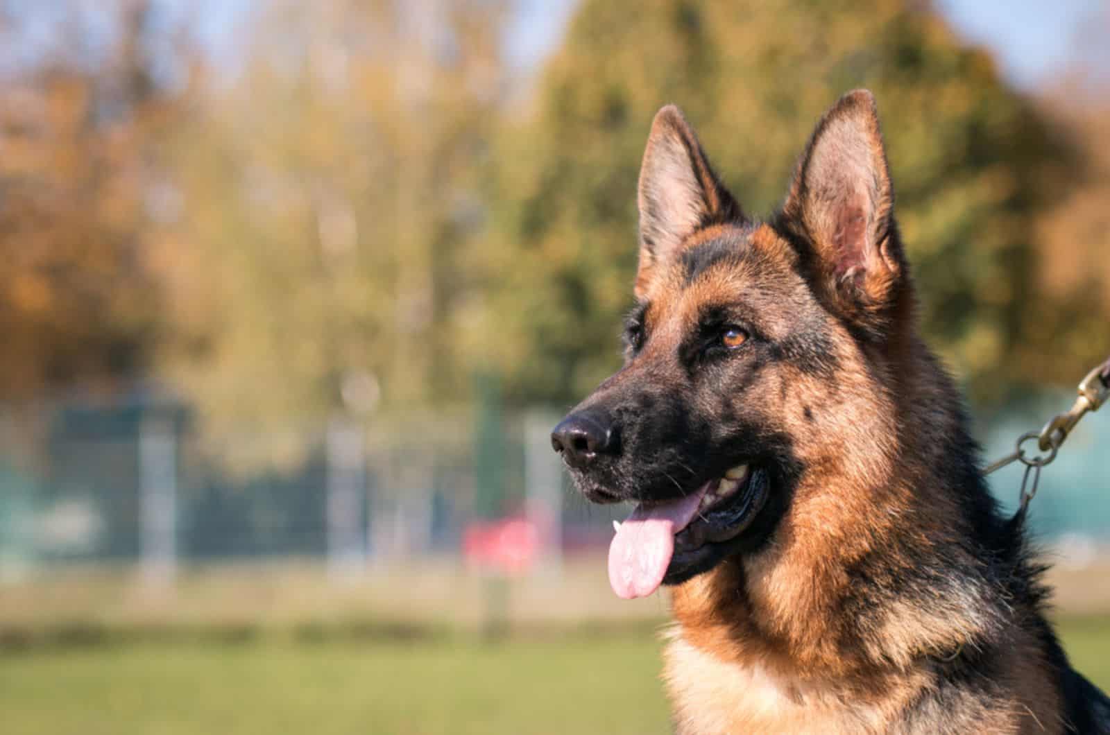 german shepherd in the park