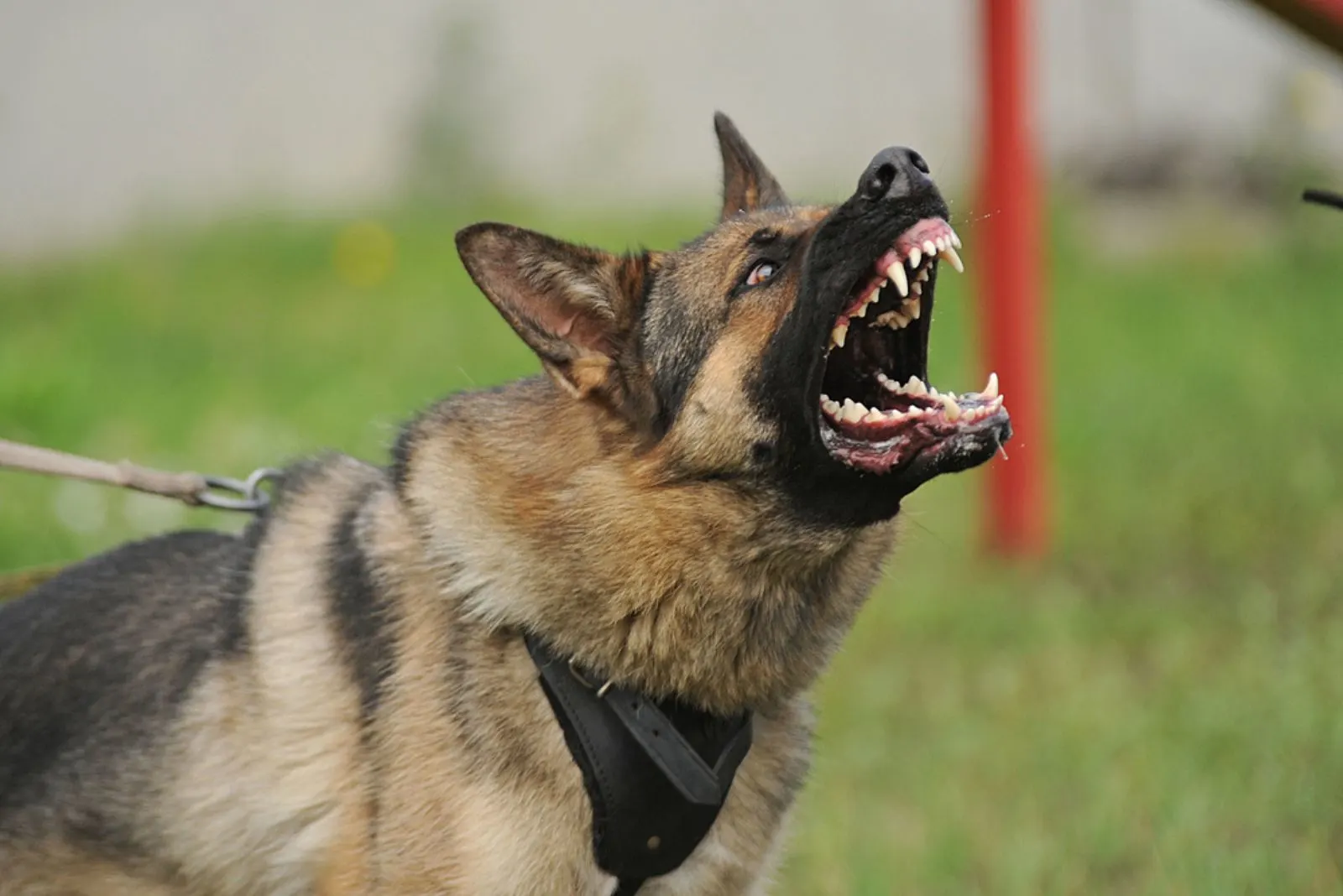 5 German Shepherd Signs Of Aggression You Should Recognize 5 German Shepherd Signs Of Aggression You Should Recognize