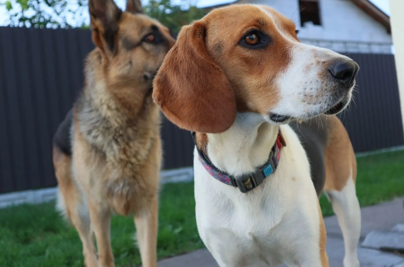 german shepherd and beagle in the yard