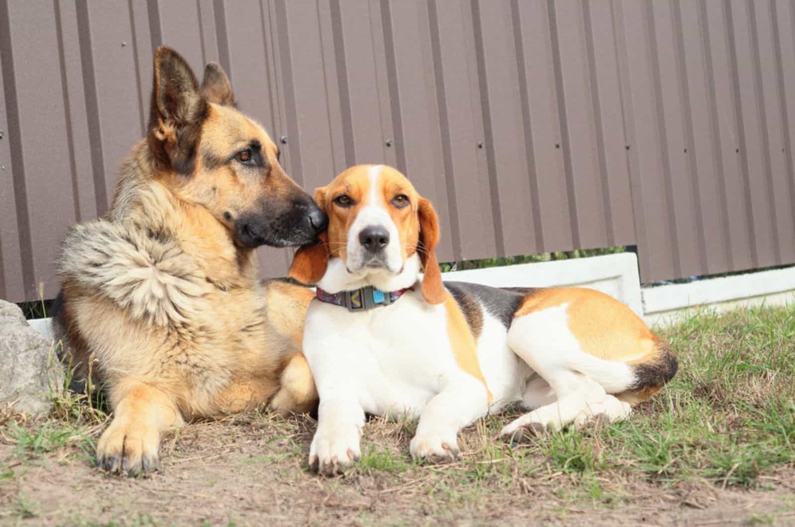 german shepherd and beagle lying outdoors together