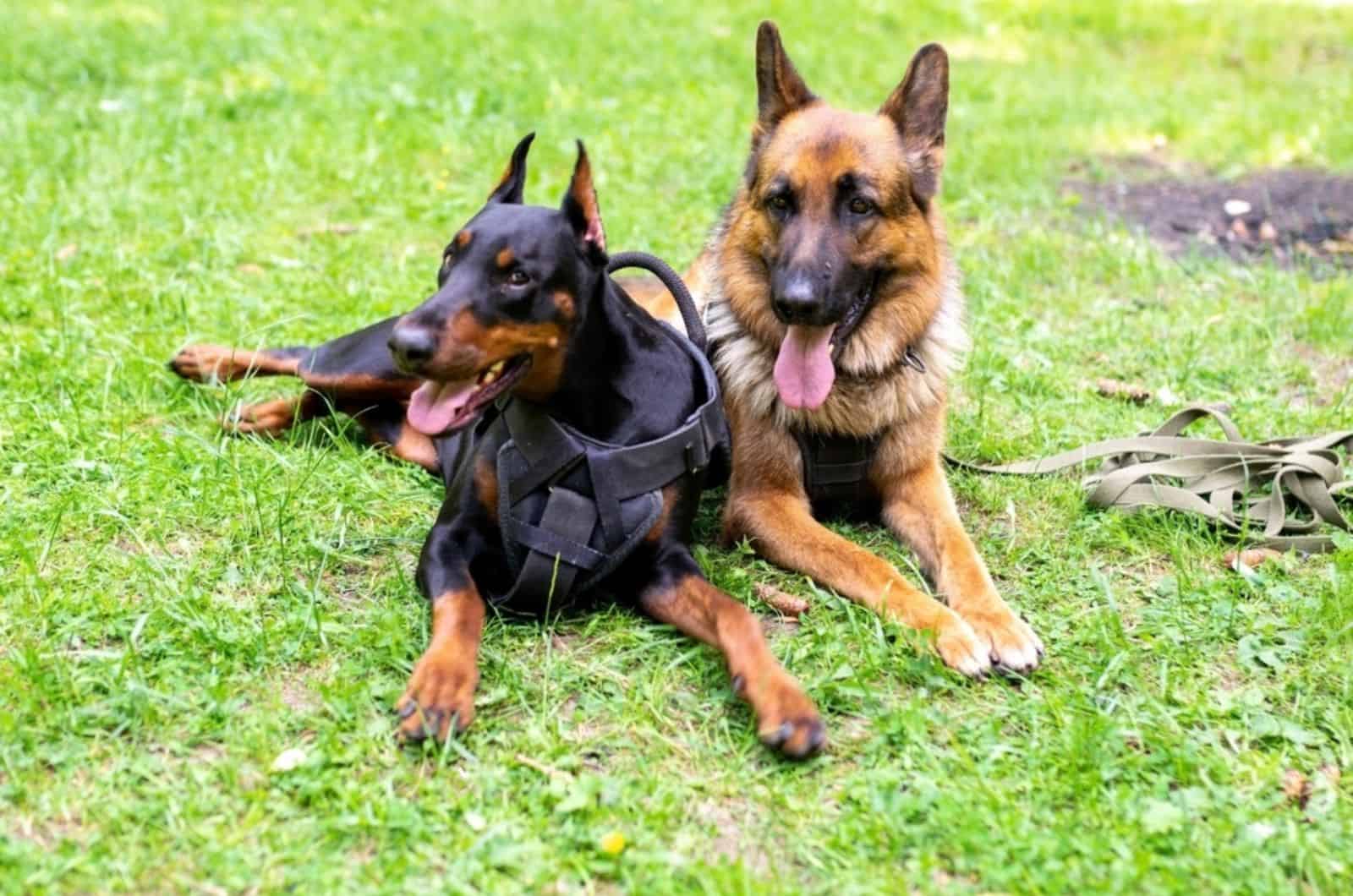 german shepherd and doberman lying together on the grass