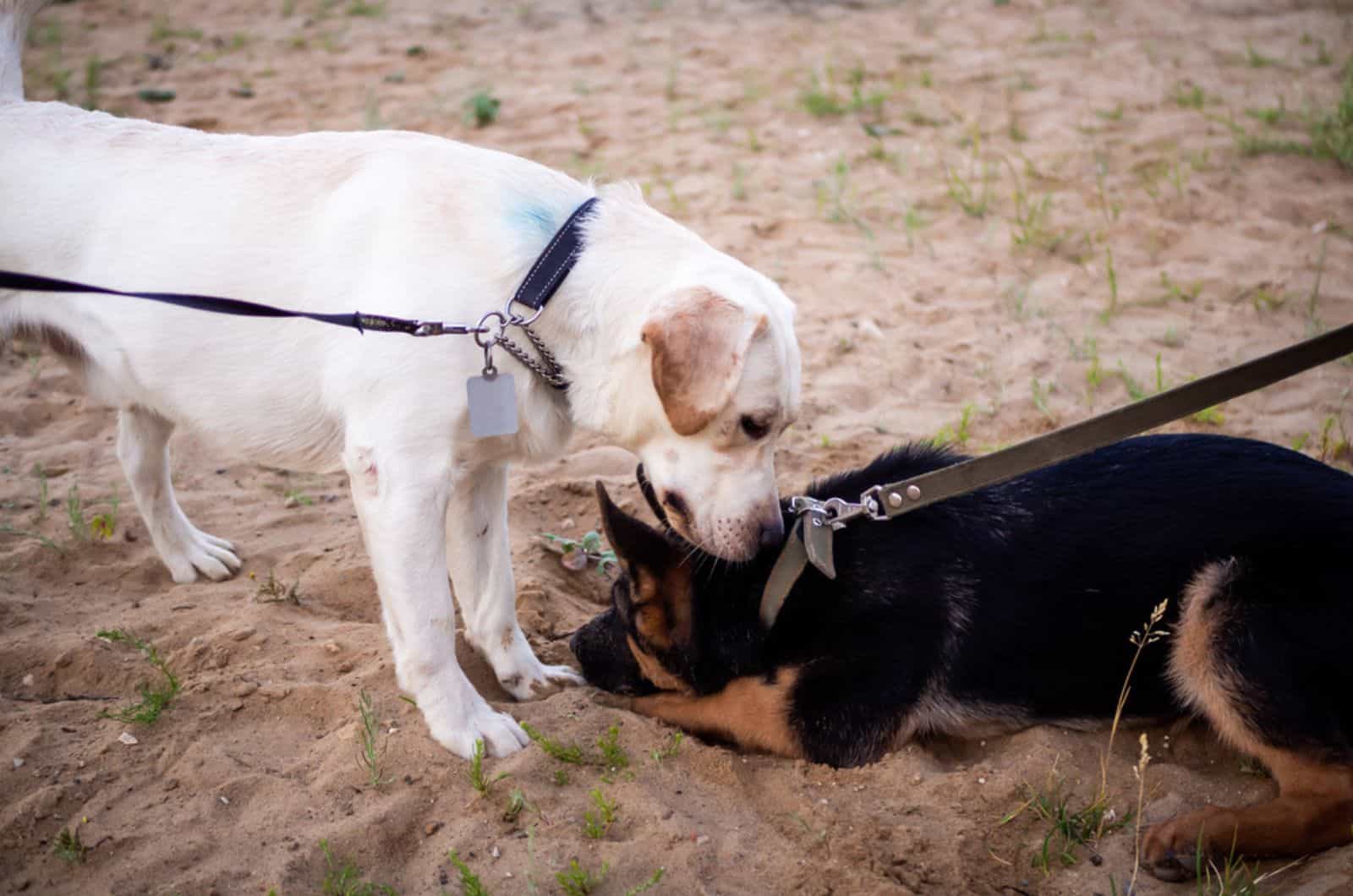 german shepherd and labrador walking