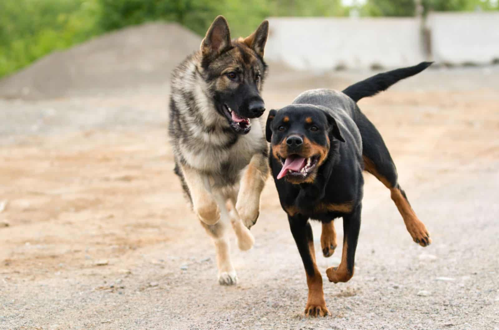german shepherd and rottweiler running and playing on the road