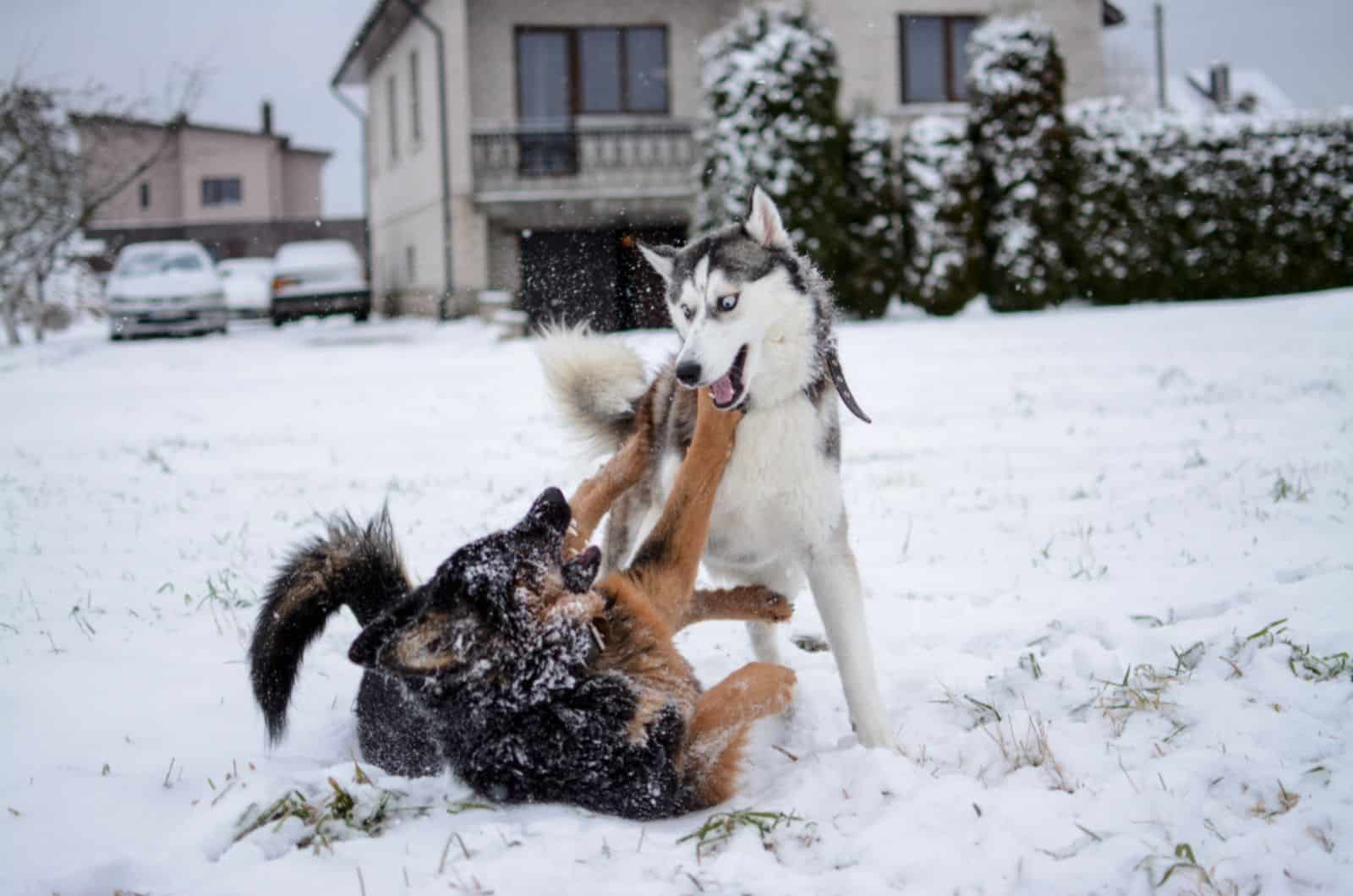 german shepherd and siberian husky playing fight in the snow