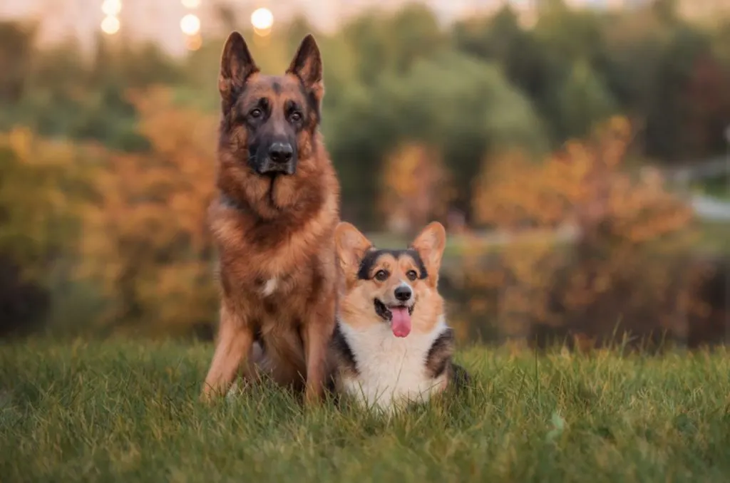 german shepherd and welsh corgi sitting on the grass
