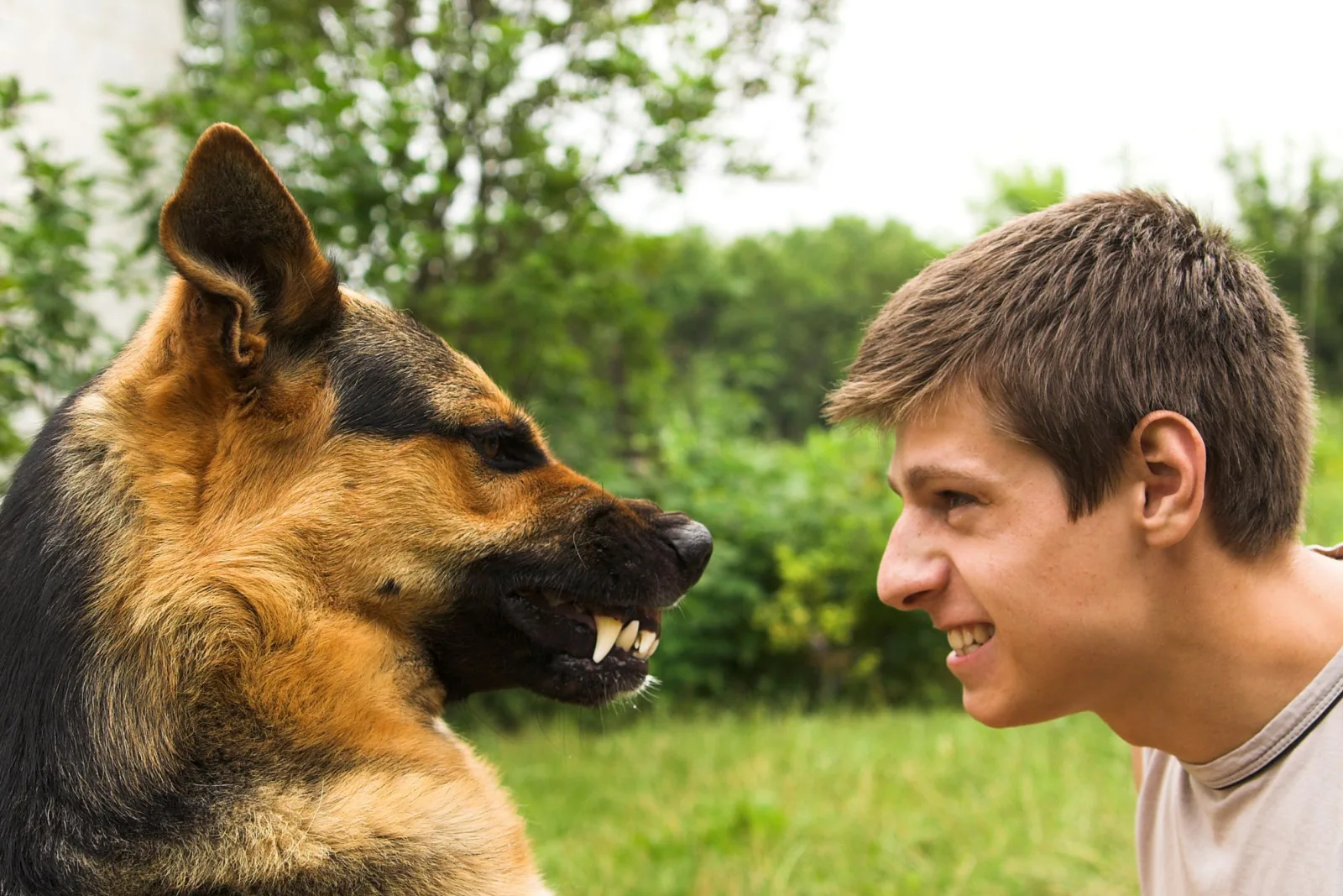 german shepherd baring its teeth and growling in front of man