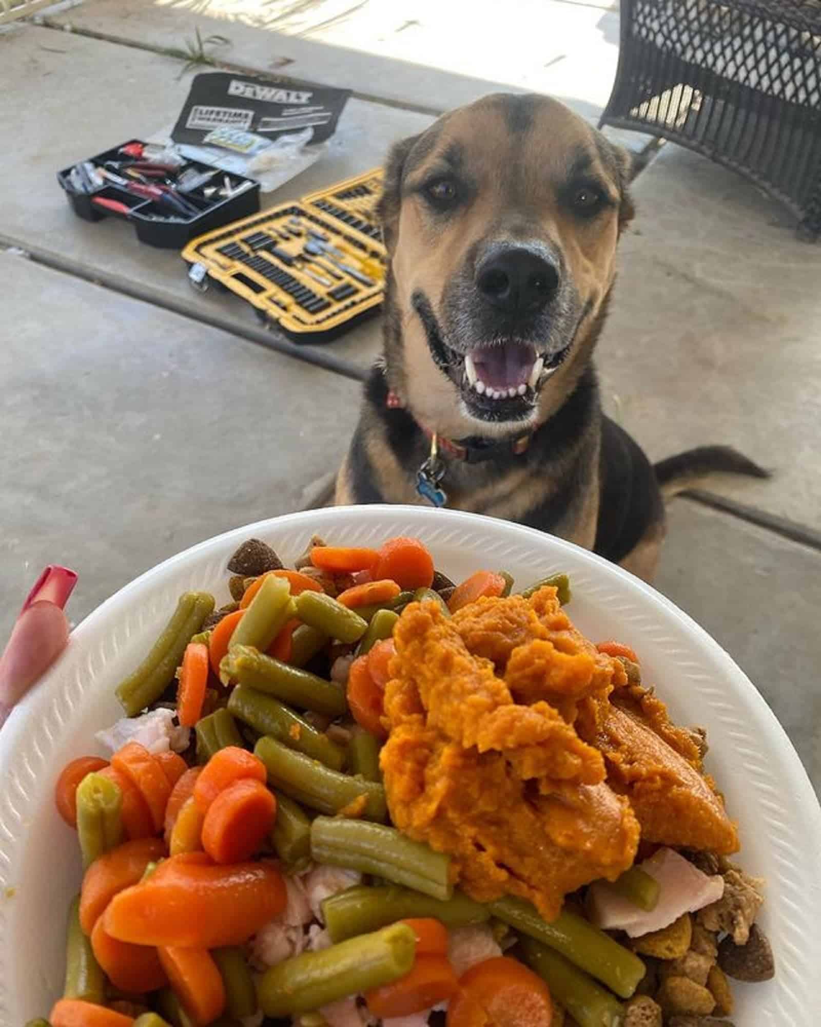 german shepherd beagle looking at food in the plate