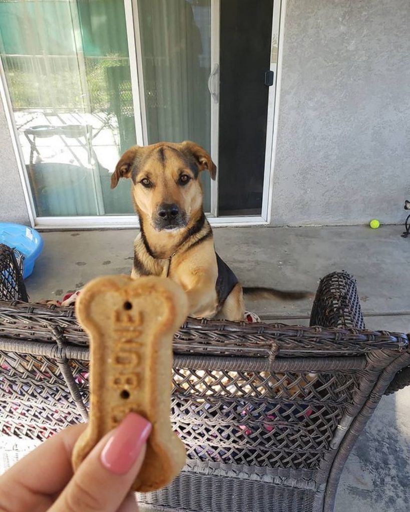 german shepherd beagle mix looking at the treat in his owner's hand