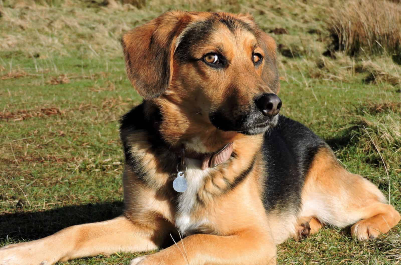 german shepherd beagle mix lying on the grass