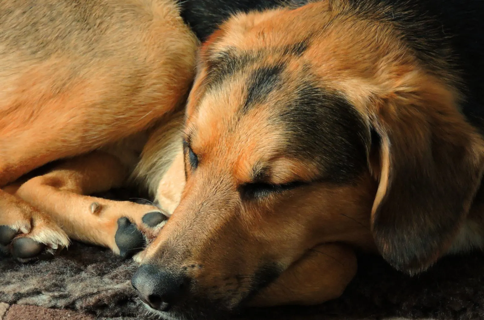 german shepherd beagle sleeping on the mat