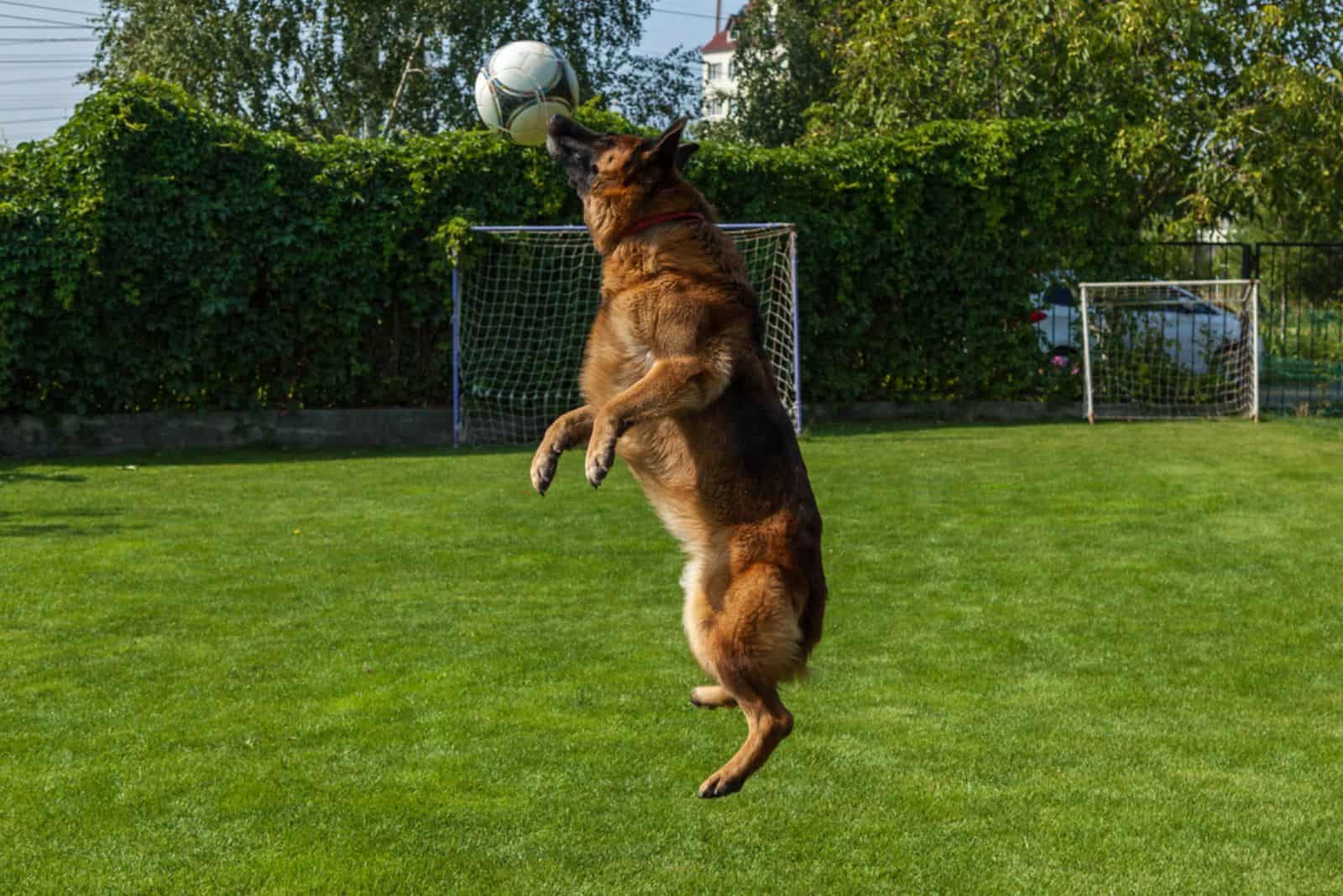 the dog catches the ball in a jump