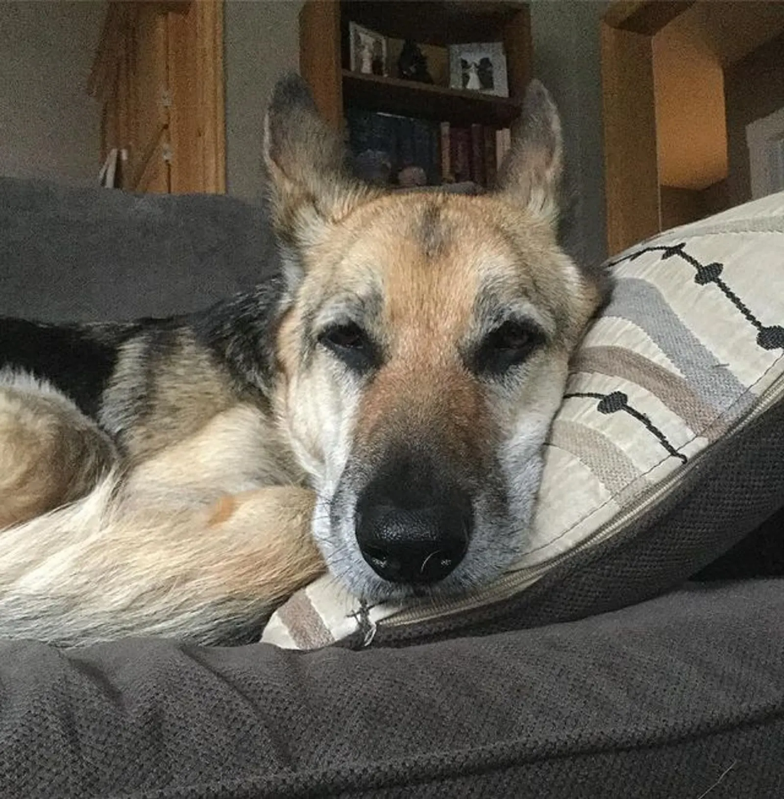 german shepherd coyote mix dog lying on the couch