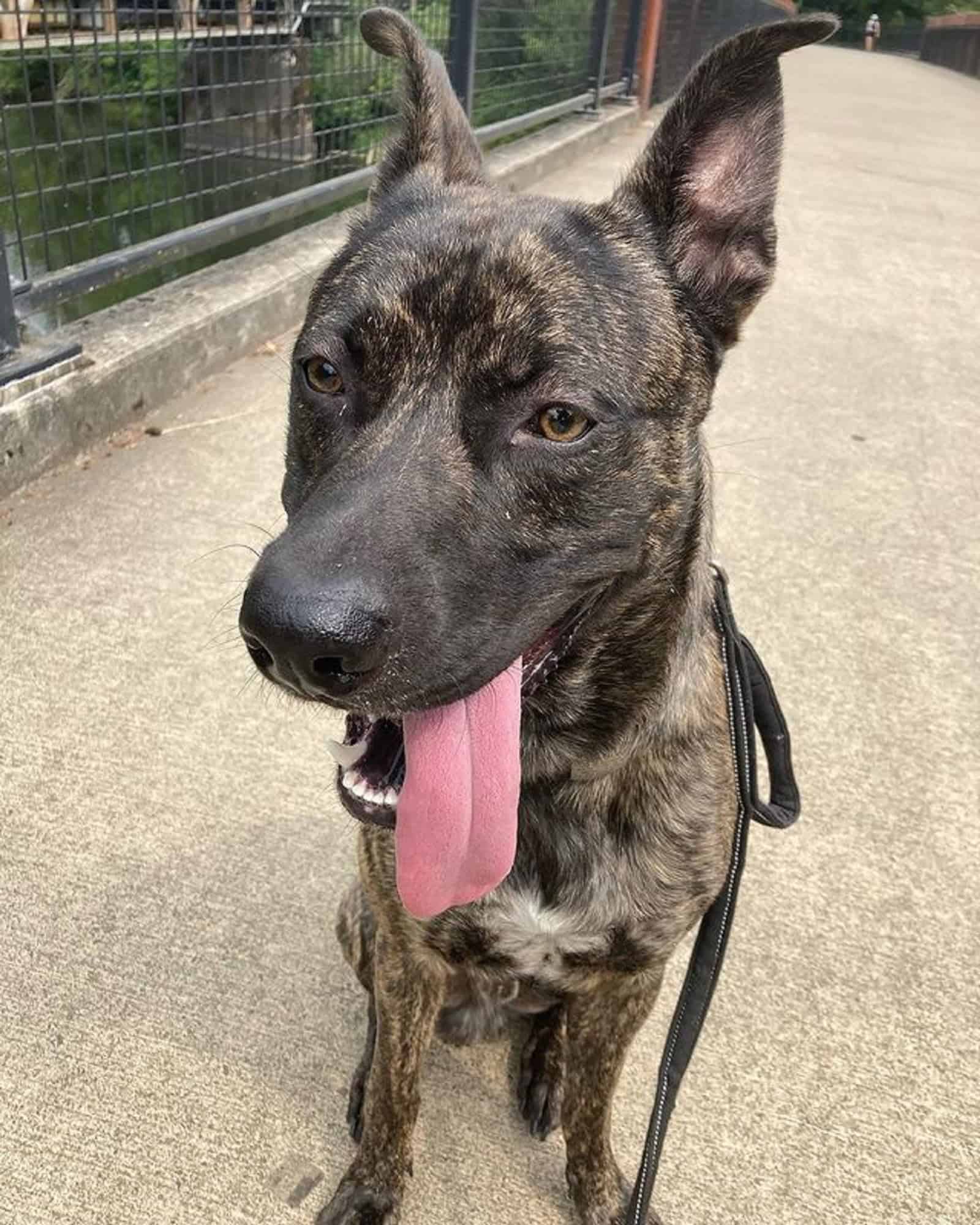 german shepherd coyote mix dog with his tongue out