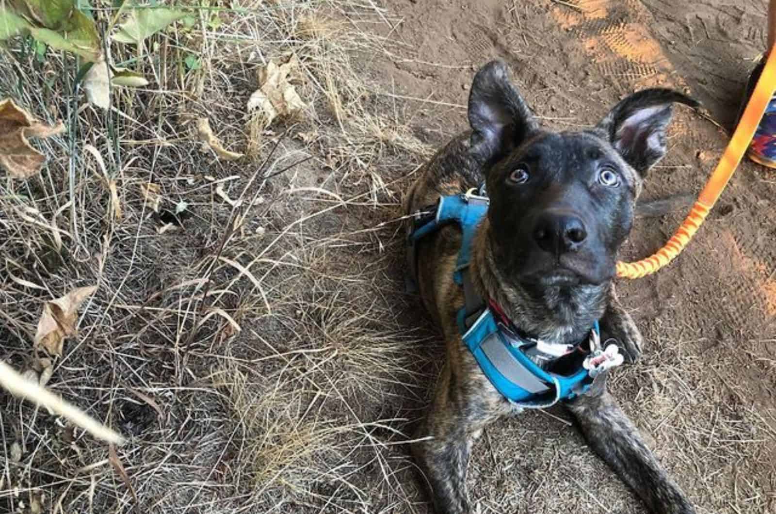 german shepherd coyote mix on a leash lying on the ground