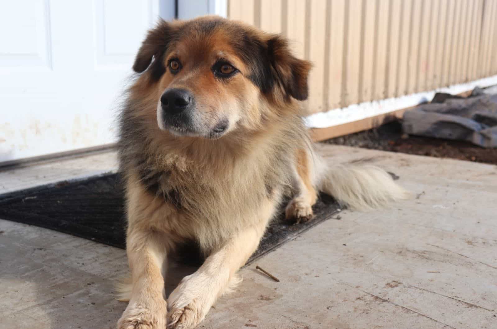 german shepherd coyote mix lying on welcome mat 