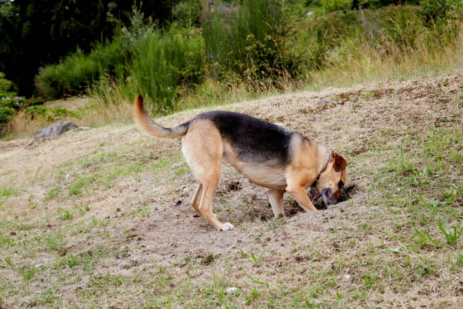 german shepherd digging hole in a garden