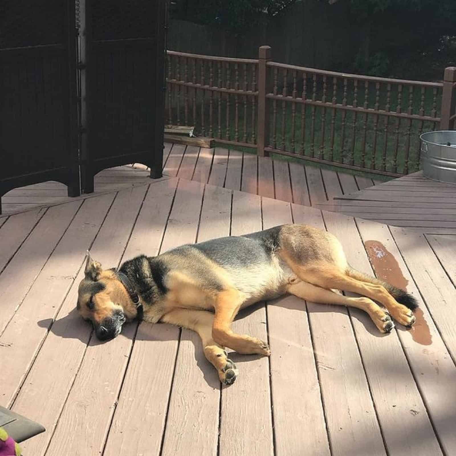 german shepherd doberman dog lying on the wooden porch
