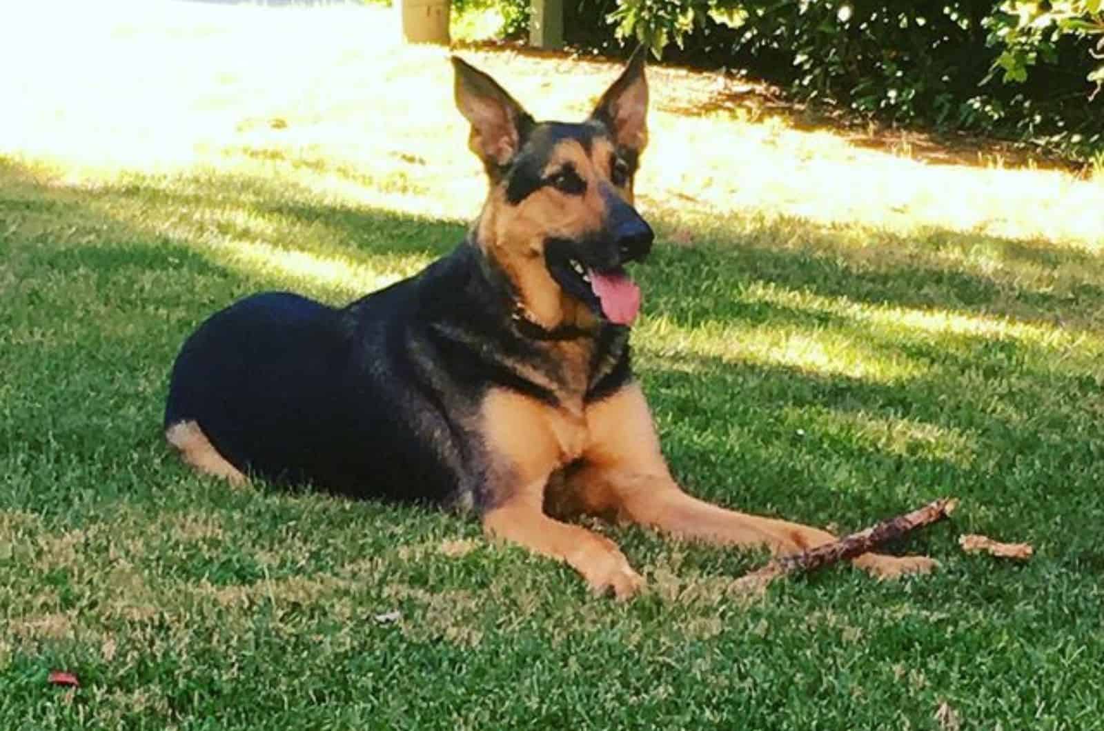 german shepherd doberman lying on the grass and playing with a stick