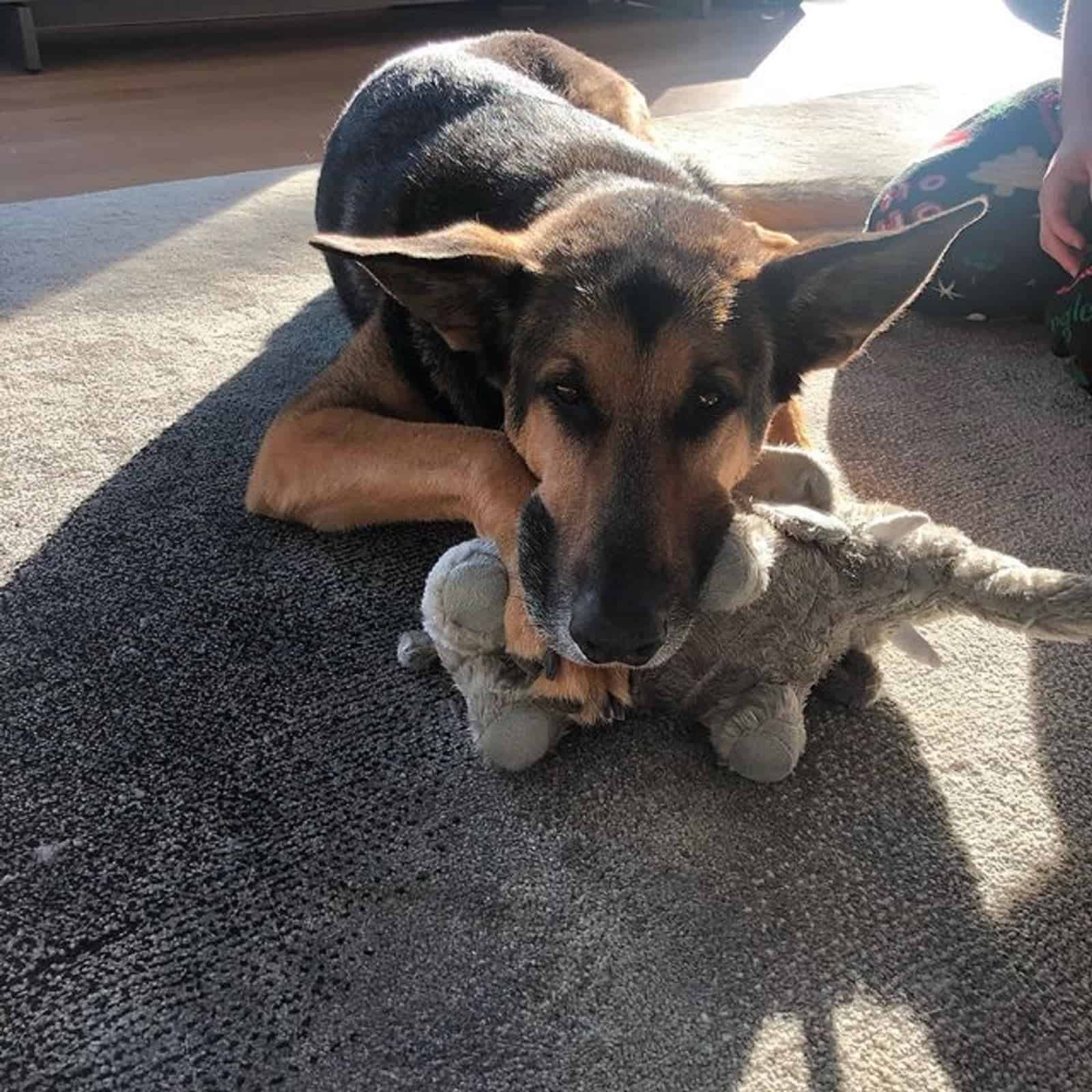 german shepherd doberman playing with a toy on the carpet