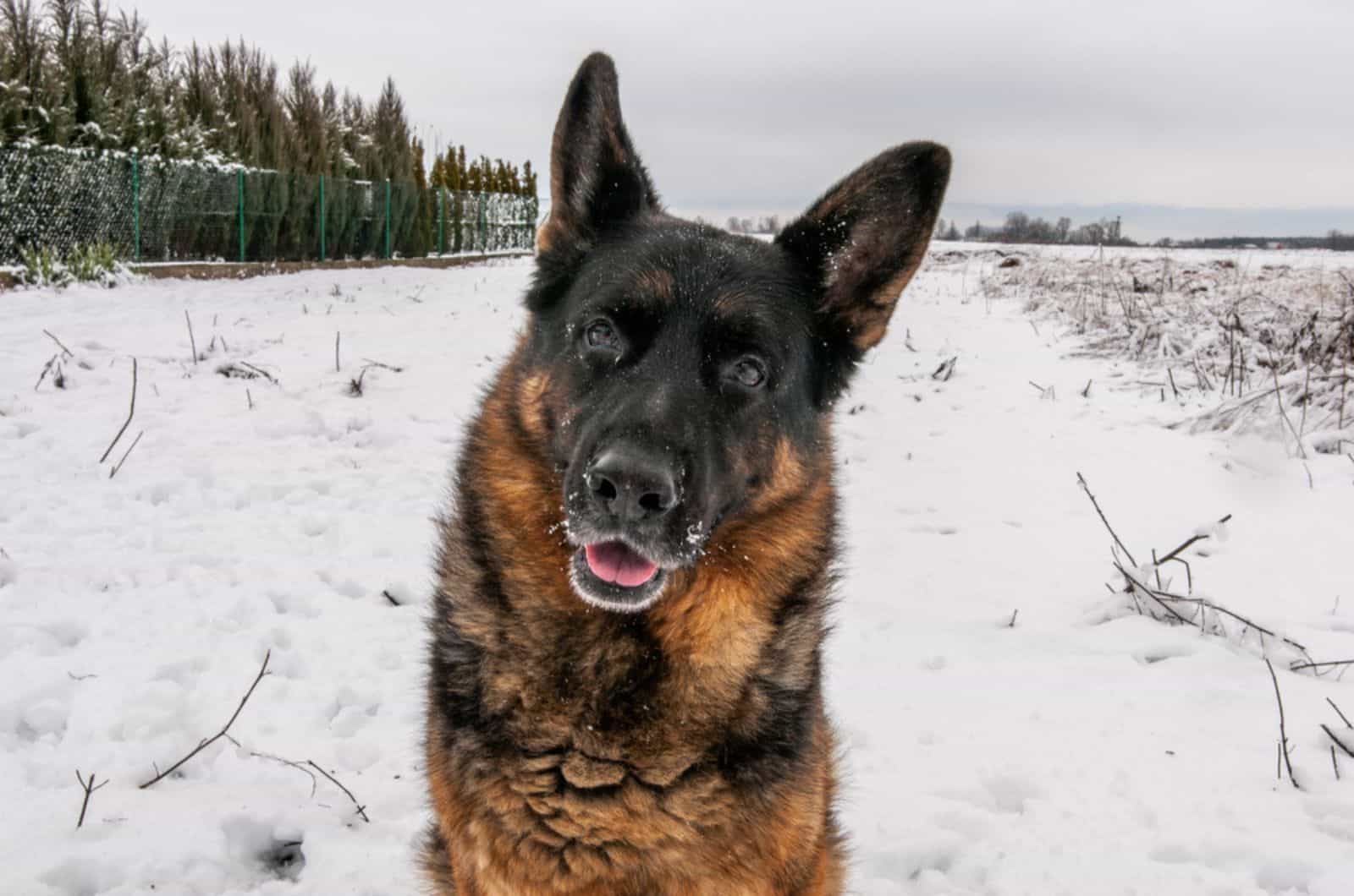 german shepherd dog on the snow