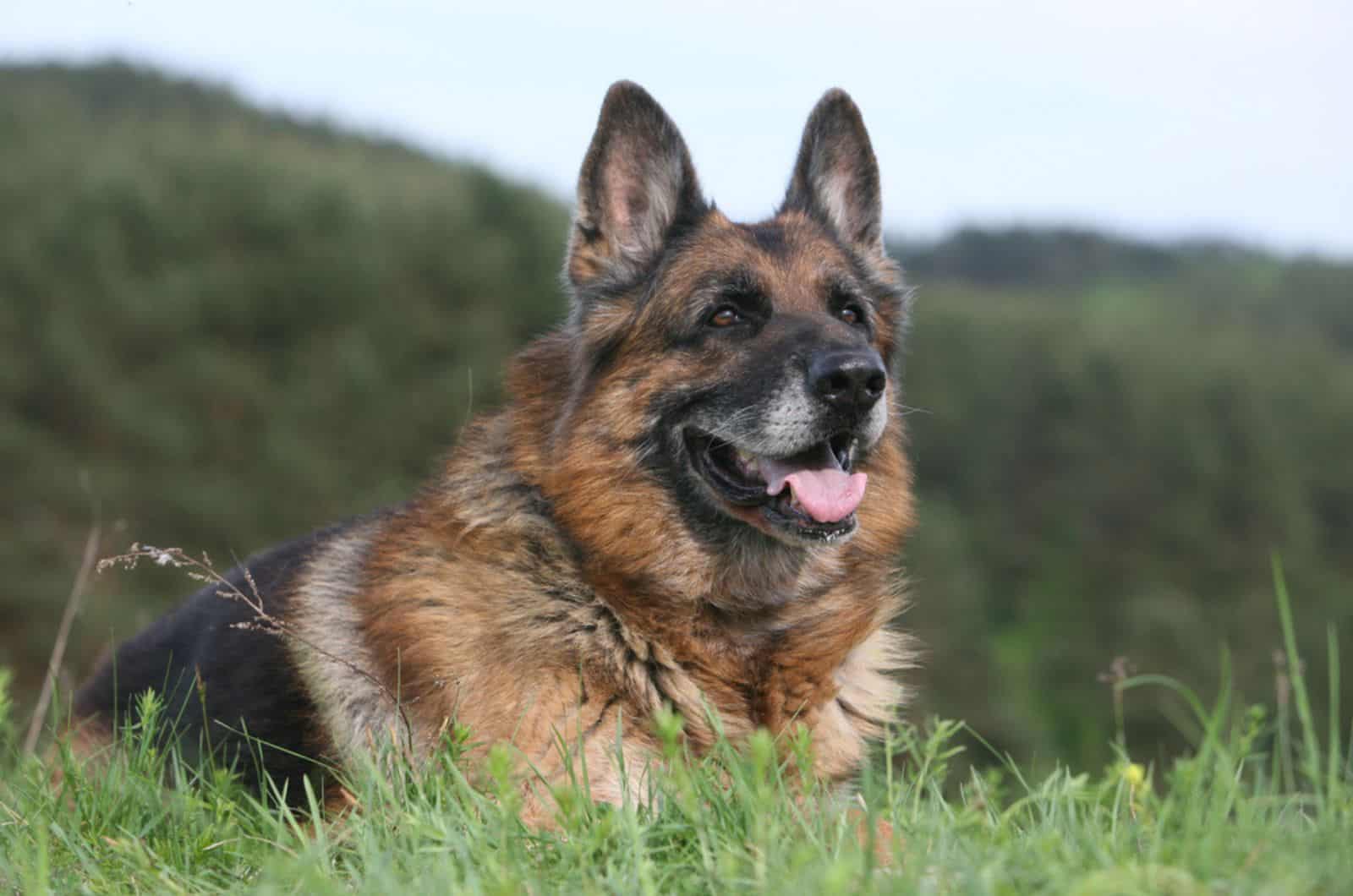 german shepherd dog lying in the grass